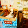 Thumbnail of related posts 167